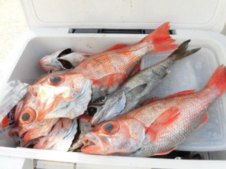 大進丸（愛知） 釣果