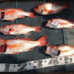 大進丸（愛知） 釣果