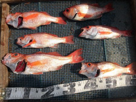 大進丸（愛知） 釣果