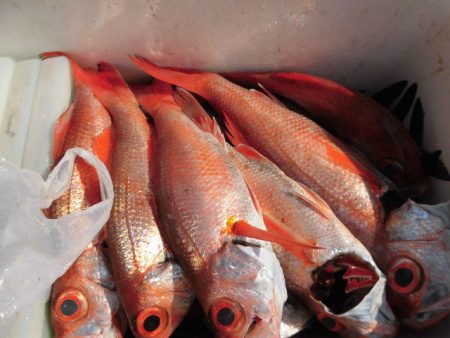 大進丸（愛知） 釣果