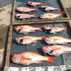 大進丸（愛知） 釣果