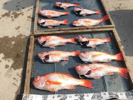 大進丸（愛知） 釣果