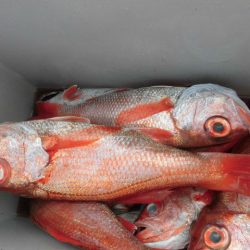 大進丸（愛知） 釣果