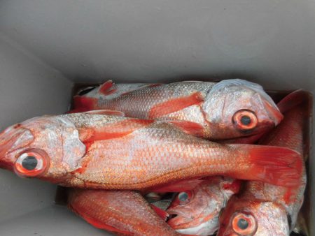 大進丸（愛知） 釣果