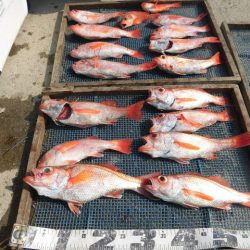 大進丸（愛知） 釣果