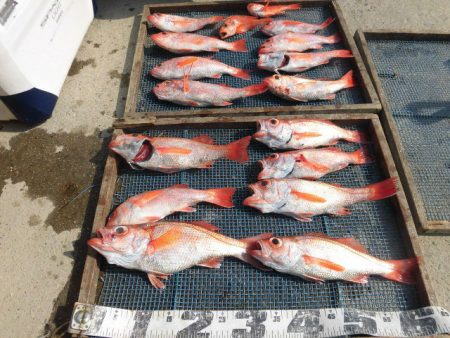 大進丸（愛知） 釣果