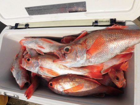 大進丸（愛知） 釣果