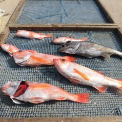 大進丸(愛知) 釣果