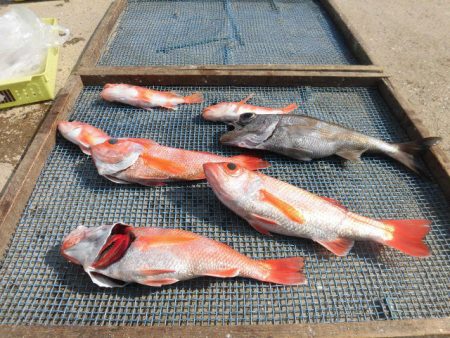 大進丸(愛知) 釣果