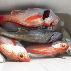 大進丸(愛知) 釣果
