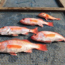 大進丸(愛知) 釣果