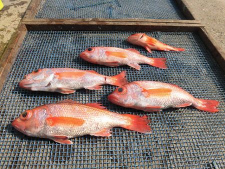 大進丸(愛知) 釣果