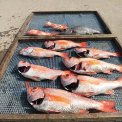 大進丸(愛知) 釣果