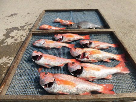 大進丸（愛知） 釣果