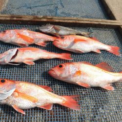 大進丸(愛知) 釣果