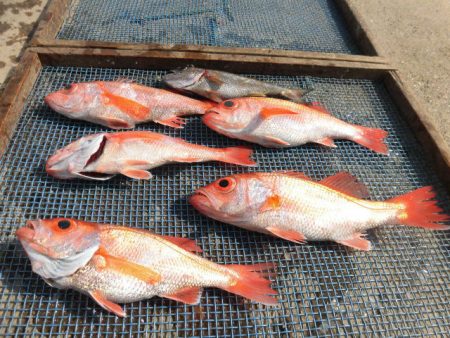 大進丸(愛知) 釣果