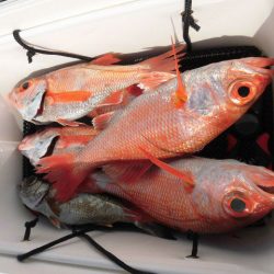 大進丸(愛知) 釣果