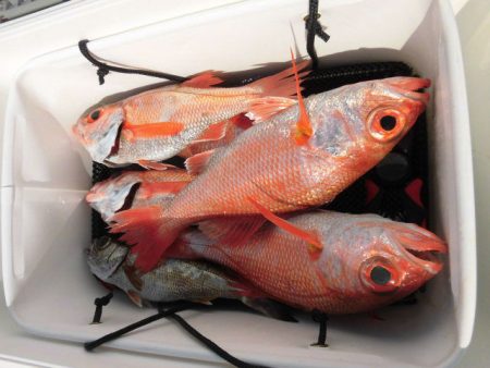 大進丸(愛知) 釣果