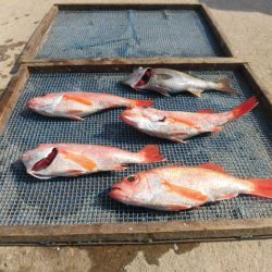 大進丸(愛知) 釣果