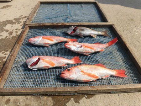 大進丸(愛知) 釣果