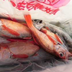 大進丸(愛知) 釣果