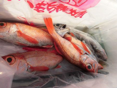 大進丸(愛知) 釣果