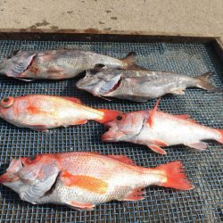 大進丸(愛知) 釣果