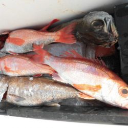 大進丸(愛知) 釣果