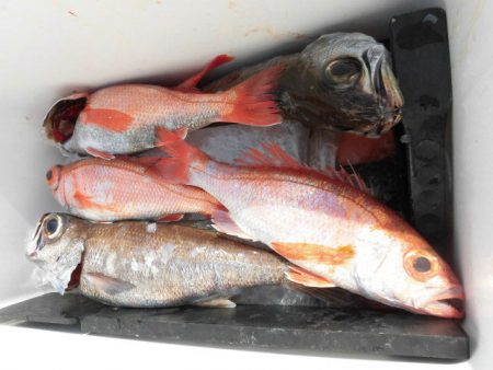 大進丸(愛知) 釣果