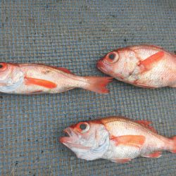 大進丸(愛知) 釣果