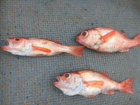 大進丸(愛知) 釣果