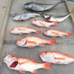 大進丸(愛知) 釣果