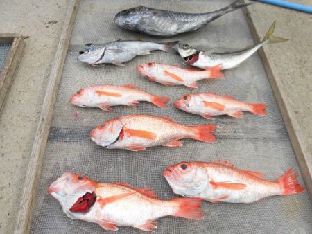 大進丸(愛知) 釣果