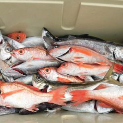 大進丸(愛知) 釣果