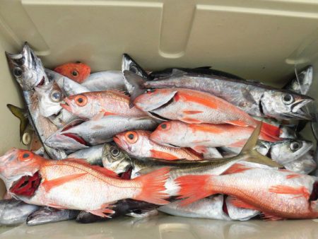 大進丸(愛知) 釣果