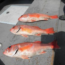 大進丸（愛知） 釣果