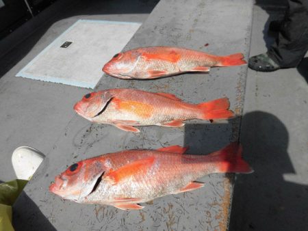 大進丸（愛知） 釣果