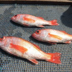 大進丸（愛知） 釣果