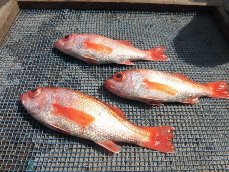 大進丸（愛知） 釣果