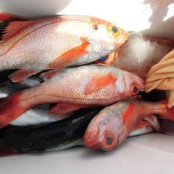 大進丸（愛知） 釣果