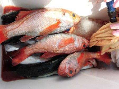 大進丸（愛知） 釣果