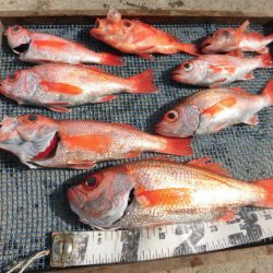 大進丸(愛知) 釣果