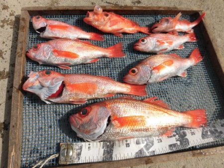 大進丸(愛知) 釣果