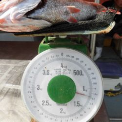 大進丸(愛知) 釣果