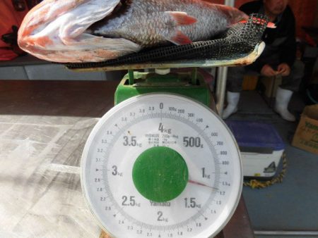 大進丸(愛知) 釣果