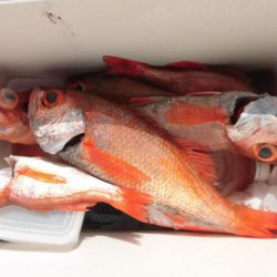 大進丸(愛知) 釣果