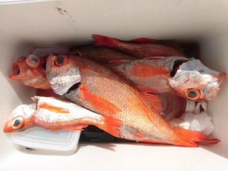 大進丸(愛知) 釣果