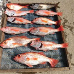 大進丸(愛知) 釣果