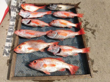 大進丸(愛知) 釣果