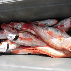 大進丸(愛知) 釣果